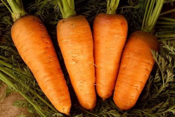 Shantane carrots