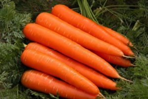 Review of early early ripening carrot varieties: Kuroda, Shantane, Cordoba and others