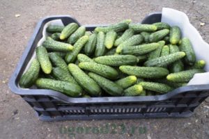 Description and characteristics of the Herman cucumber variety, planting and care