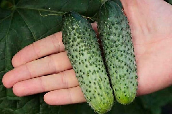 cucumbers Paratunka