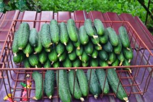 Description of the Paratunka cucumber variety, cultivation and yield
