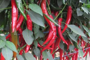 Description of varieties of hot peppers for open ground