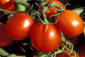 Moskova bölgesi için en uygun domates çeşitleri