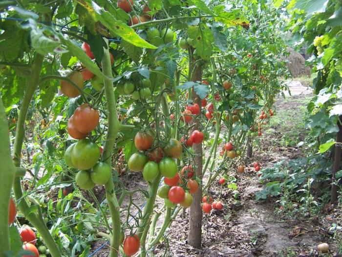rajče de barao v zahradě