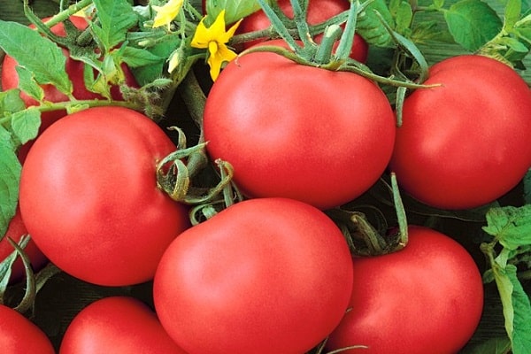 Tomate festlich