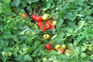 Karakteristike i opis sorte Blagdanska rajčica