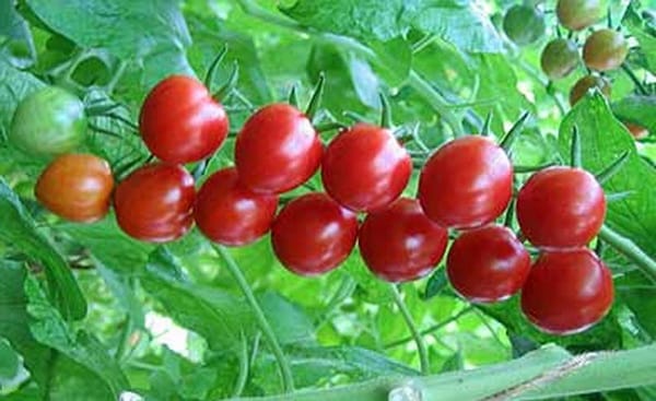 údržbárske paradajkové kríky