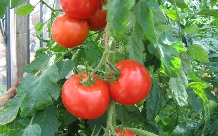 grmlje rajčice