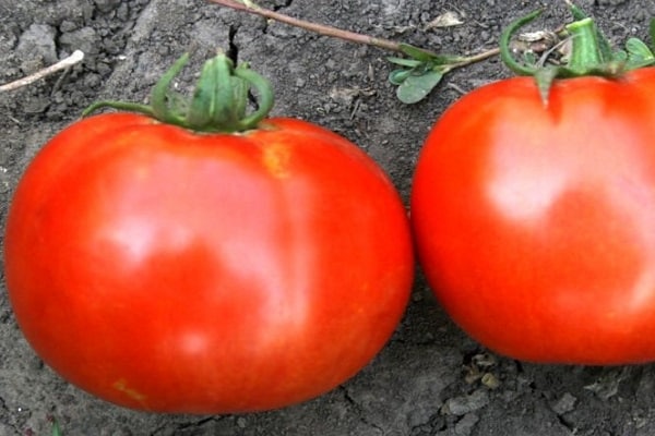 tomate recostado