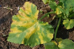 Čo robiť, ak sa na listoch uhoriek objavia žlté škvrny a ako sa má liečiť