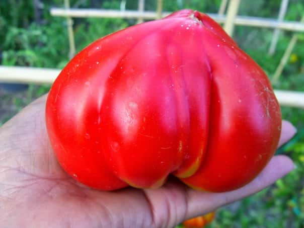 udseende af tomat Bull hjerte