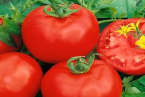 Beskrivelse af tomatsorten Altai rød og dens egenskaber