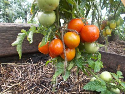 krzewy pomidorów Amur bole