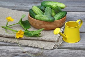 Gunstige dagen voor het planten van komkommers volgens de maankalender in mei 2020