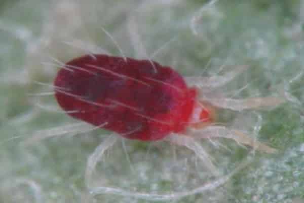 Galvenie kontroles pasākumi, kā atbrīvoties no zirnekļa ērcītēm uz gurķiem