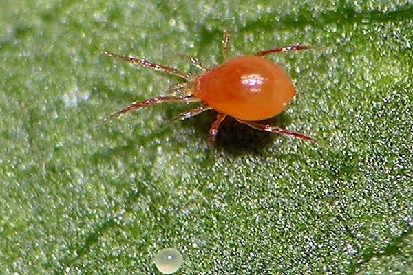 Paano mapupuksa ang mga spider mites sa mga pipino, ang pangunahing mga hakbang sa kontrol