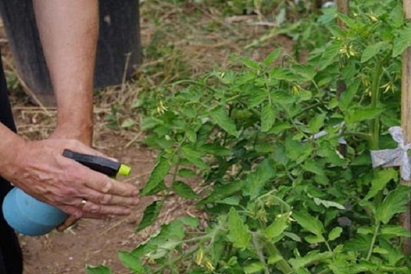 Mikronutriční hnojiva pro rajčata