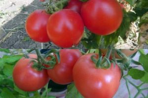 De bedste og mest produktive tomater til Hviderusland i et drivhus og åbent felt