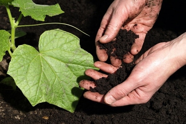 moisten the soil