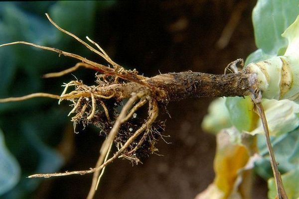 How to deal with blackleg in cabbage, what to do, the right treatment