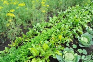 What can be planted after cabbage next year (table)