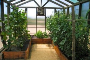 What can be planted with cucumbers in a greenhouse, what plants are compatible with