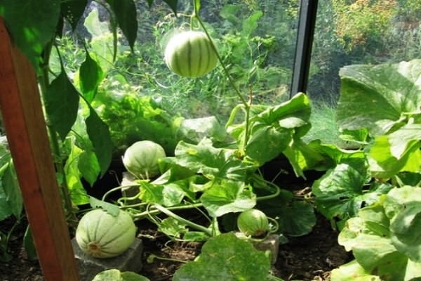 greenhouse watermelon