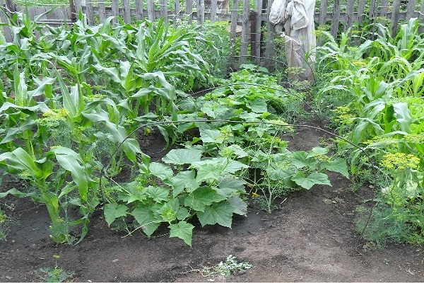 corn with cucumbers