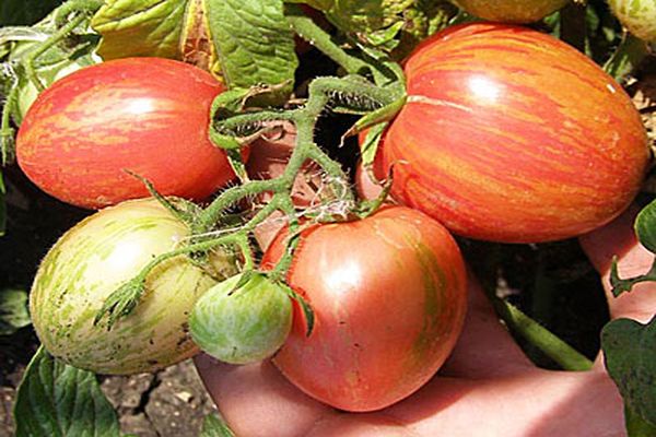 pruhované paradajka