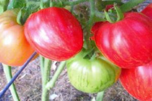 Don Juan domates çeşidinin özellikleri ve tanımı