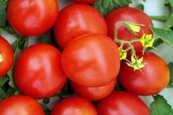 Moskvich-tomaatti