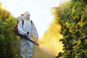 Pervikur, Infinito, Allette, Hom og Bordeaux væske - fungicider til agurker