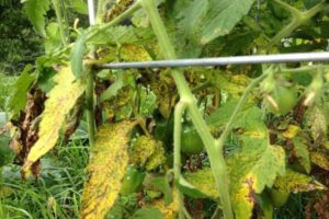 Leczenie i zapobieganie więdnięciu pomidorów Fusarium