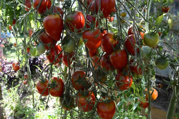 tarasenko tomatoes 2