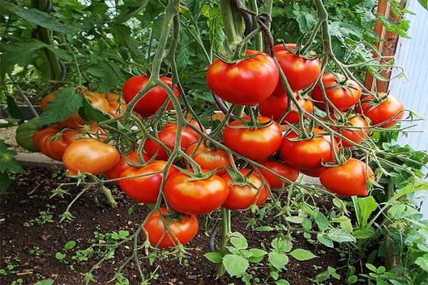 jajnik pomidora
