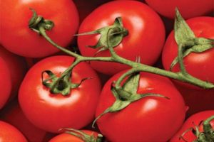 Tarasenko melezinin domates çeşidinin özellikleri ve tanımı, verimi