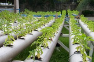 Anbau von Tomaten in der Hydrokultur, Auswahl einer Lösung und der besten Sorten