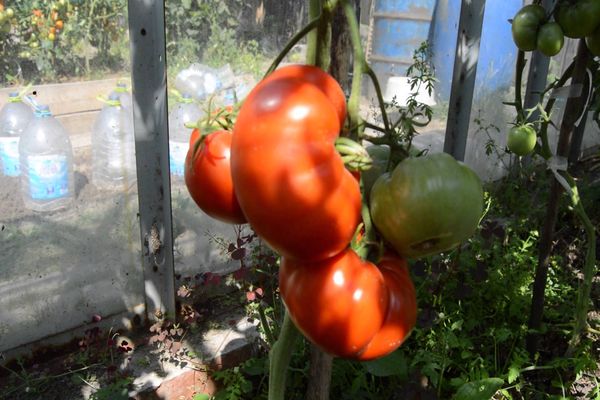 stādot tomātu