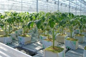 Basic rules for growing tomatoes using Dutch technology
