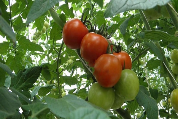 tomate rais