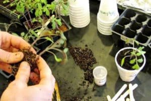 How to dive tomatoes correctly if the seedlings are elongated