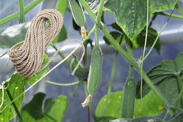 lano na rostlinách