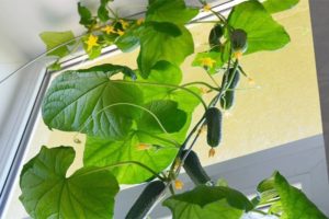 Cómo cultivar y atar pepinos en un balcón o alféizar de la ventana en casa.
