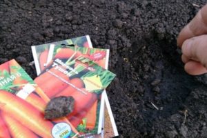 Како правилно посадити шаргарепу са семенкама на отвореном пољу