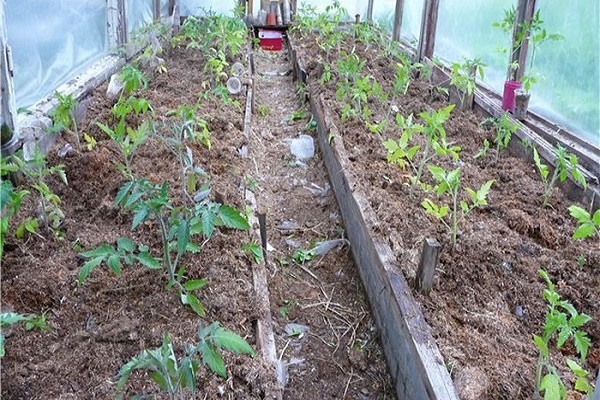  plant tomaten