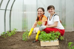 Come piantare correttamente i pomodori in una serra per avere un grande raccolto
