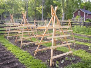 How to make a do-it-yourself cucumber trellis