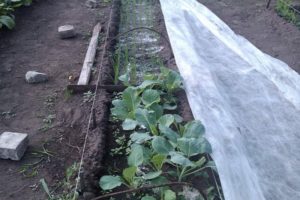 The use of calcium and ammonium nitrate for cabbage