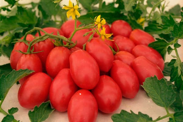 sarkani tomāti uz galda