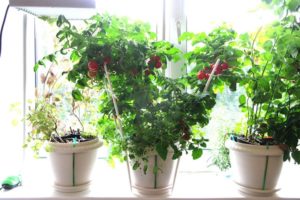 Coltivazione di pomodori da interni a casa in un appartamento